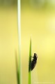 <br><br>Autre nom français : Lacon souris ou Taupin gris-de-souris
<br>Nom anglais : Mouse click Beetle
<br><br> Adélocère des potagers
Lacon souris
Taupin gris-de-souris
Agrypnus murinus 
Mouse click Beetle
 